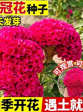 鸡冠花种子室内外凤尾羽状易种盆栽植物播种开花阳台庭院花籽