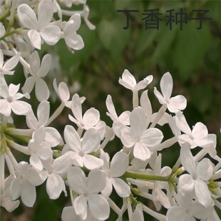 紫丁香种子散装 优丁香树种子耐寒树种 白丁香小叶暴马丁香花抖音