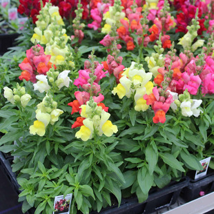 金鱼草种子矮龙头花洋彩雀狮子花籽可切花花坛阳台盆栽春秋播