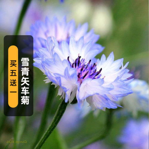 夏季春雪青雪青色矢车菊