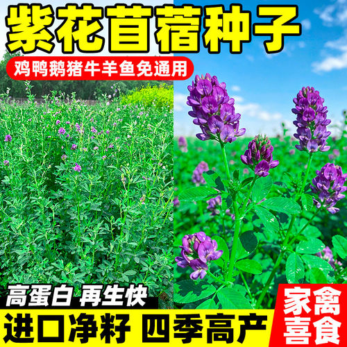 牧草猪牛羊鸡鸭鹅养殖紫花苜蓿
