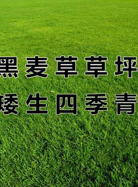 多年生黑麦草种子庭院草坪黑麦草