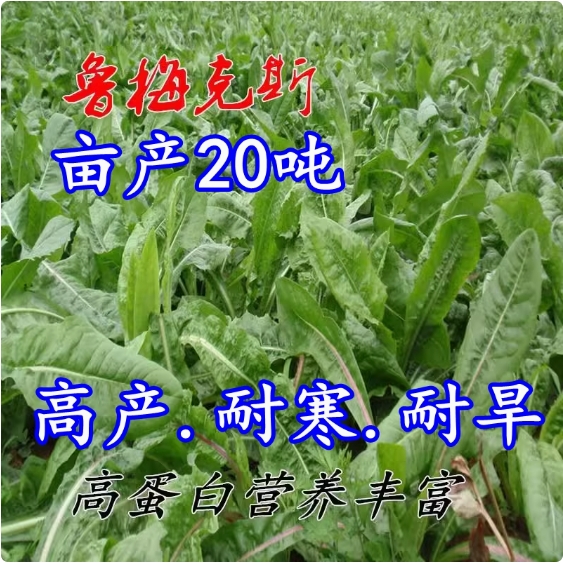 进口鲁梅克斯草籽多年生牧草种子俄罗斯菜饲料种子猪牛羊鸡鸭鹅鱼