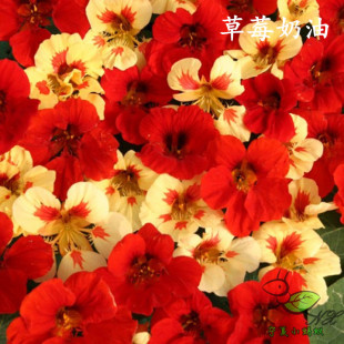 H4T&M旱金莲花种子/宁夏小蚂蚁垂吊攀爬四季开花/5粒