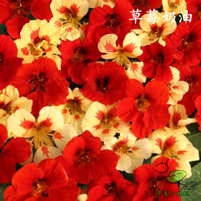 h4tm旱金莲花种子攀爬宁夏