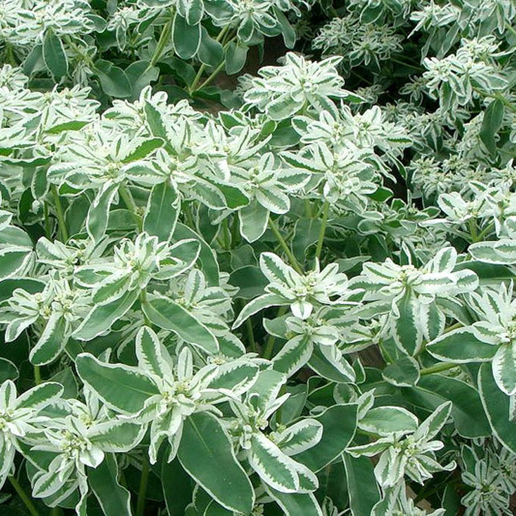 公园绿化工程景观花卉植物花海草花籽银边翠种子高山积雪四季可播