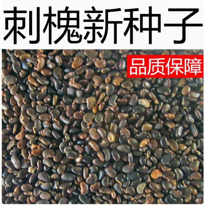 刺槐种子白花刺槐树香花槐紫穗槐种籽洋槐蜜蜂采蜜槐花黄花槐种子