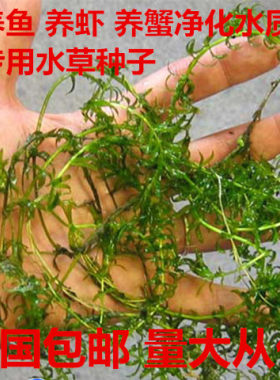 淡水四季伊乐藻慕斯无土增氧鱼塘