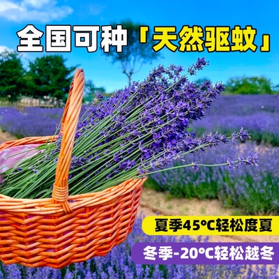 很耐寒花卉种一次每年都开花薰衣草花籽庭院室内外盆栽地栽花种子