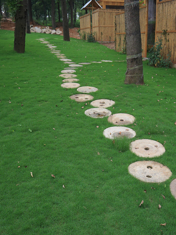 进口果岭草草籽庭院别墅绿化草坪草种子矮生草种籽四季常青免修剪