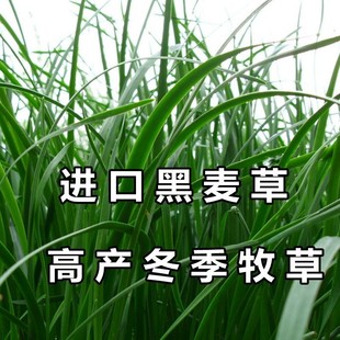 特高四倍体黑麦草种子牛羊鱼兔四季高产多年生耐寒牧草种籽猪耐旱