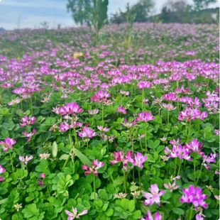 紫云英种子四季种红花草种籽牧草绿化蜜源耐寒毛苕子果园绿肥种籽