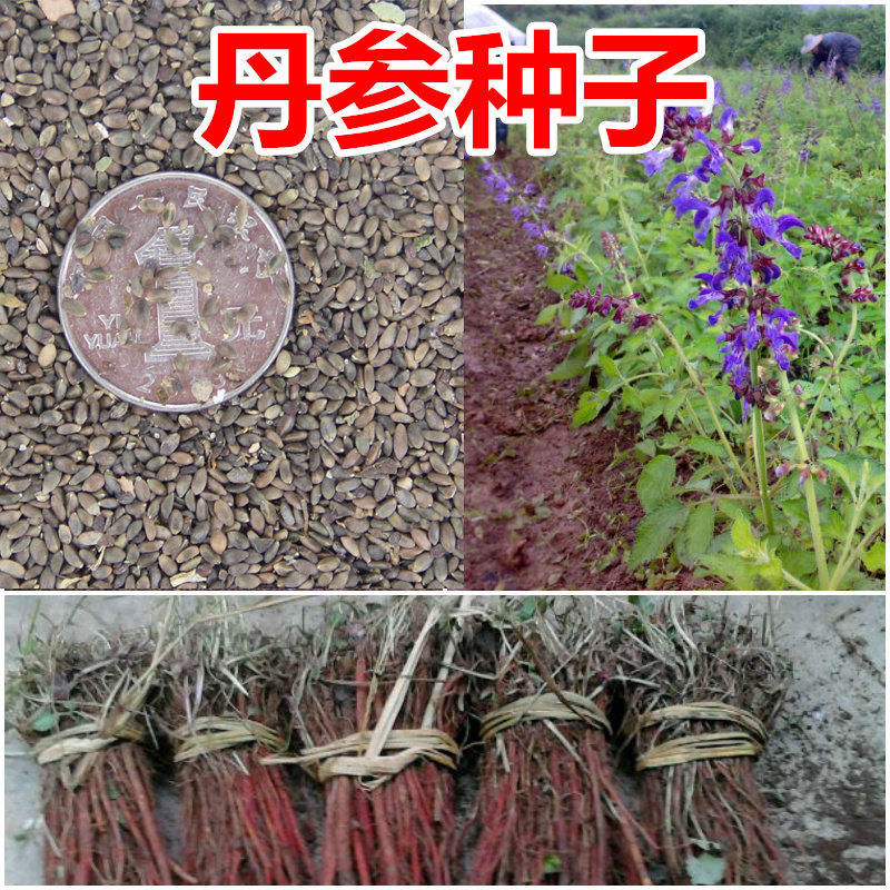 丹参种子红根大红袍血参根药材苗木种籽新采新鲜种子