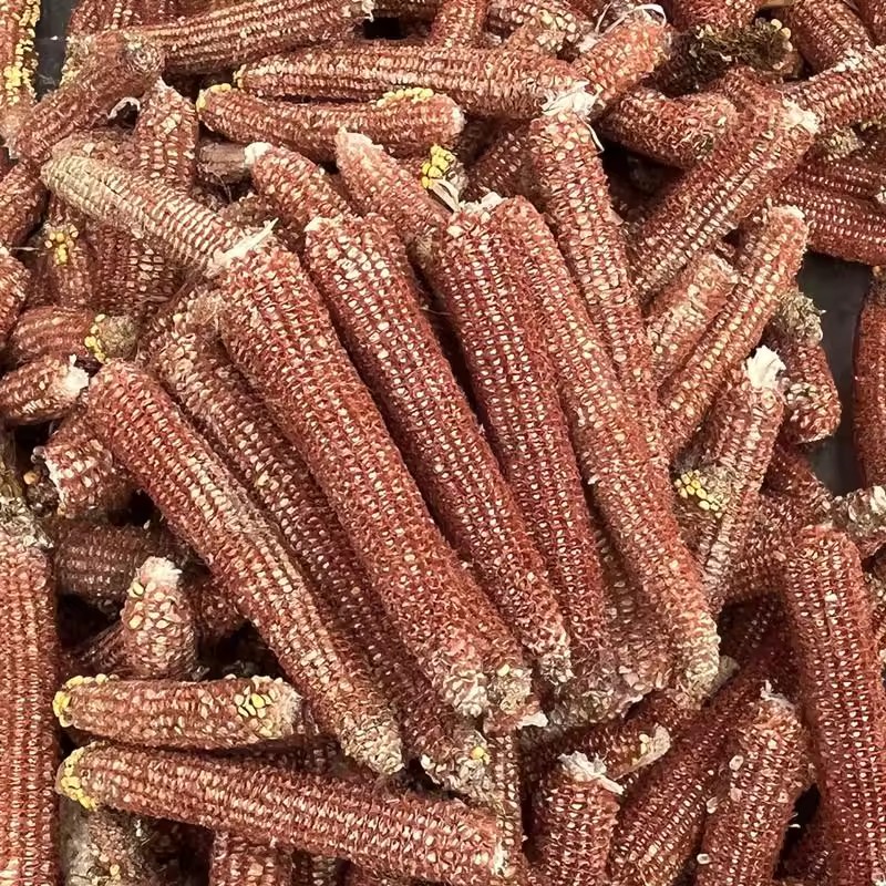 2024玉米芯烧柴农家玉米棒芯