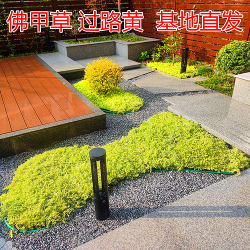 黄金佛甲草庭院绿化美观造景美丽