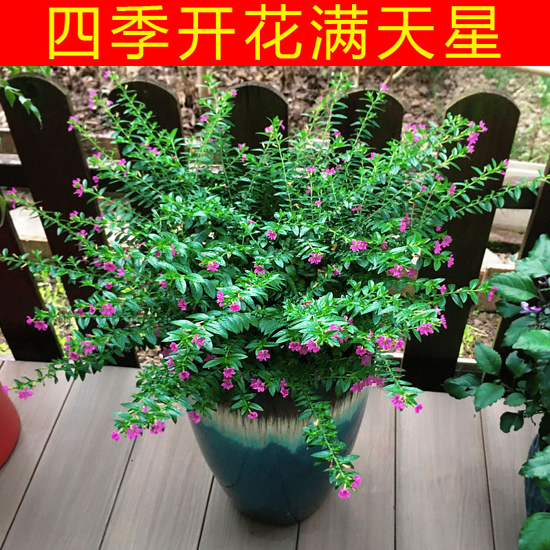 满天星盆栽吉普赛唯美带花阳台耐寒耐热地栽四季花卉室外常绿植物