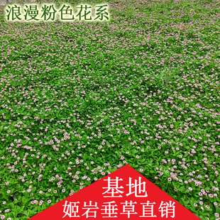 姬岩垂草地被植物开花草坪耐踩踏庭院耐寒热四季圆晶草护坡佛甲草