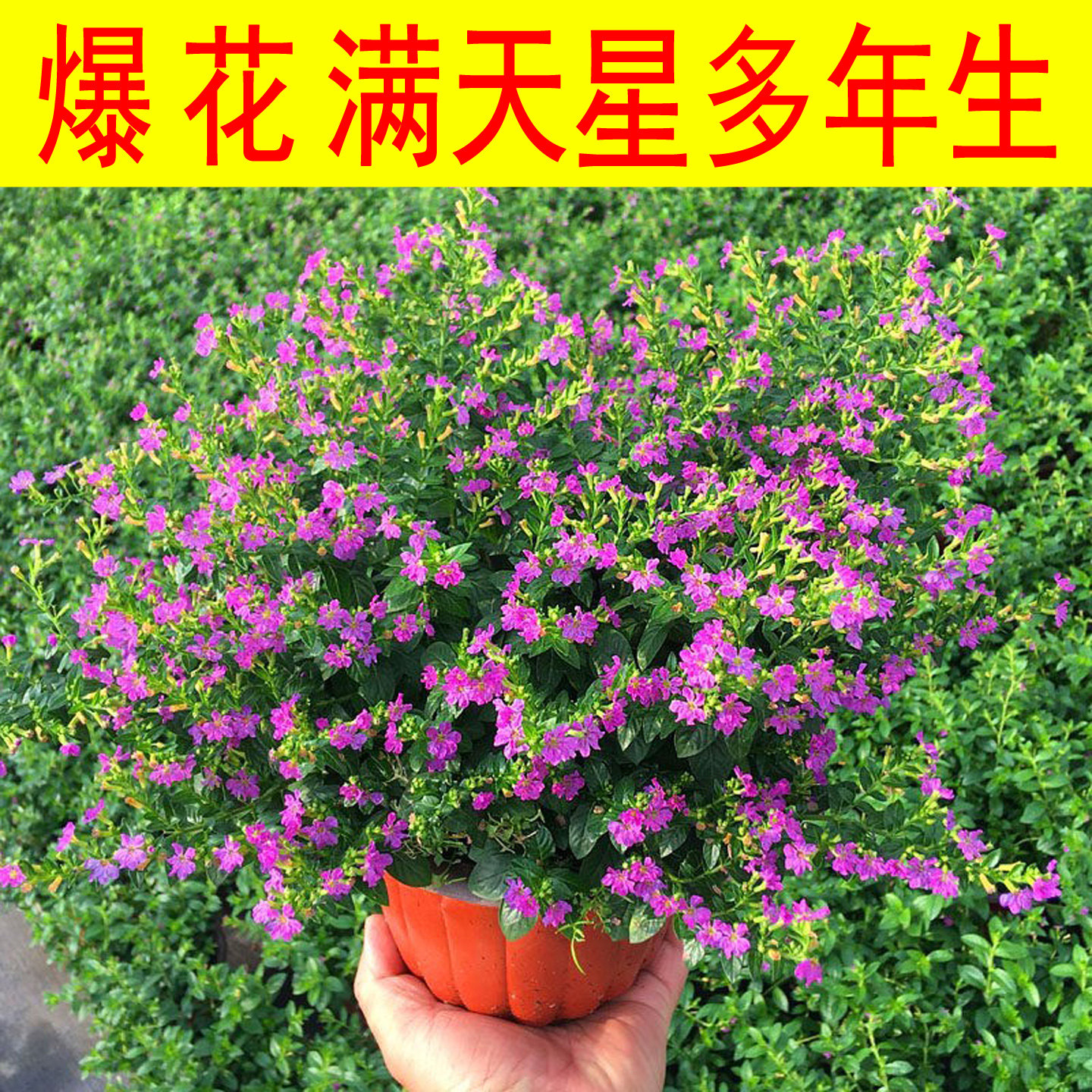 满天星耐寒耐热地栽四季常绿植物图片