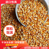 大玉米粒糁喂鸡鸭鹅鸽牛羊动物营养饲料钓鱼打窝东北粮新鲜10斤