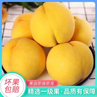 现摘砀山黄桃10斤应季新鲜水果
