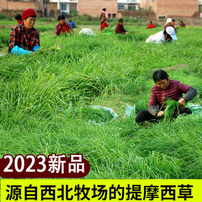 2023年磨牙北提提摩西草兔子干草