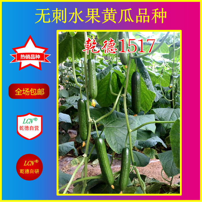 乾德1517、水果黄瓜种子农业部登记品种晚春早秋茬小黄瓜种子推荐