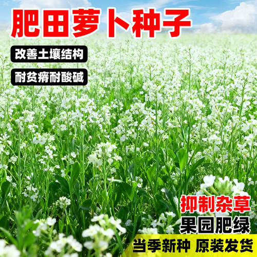 肥田萝卜四季高产天然果园绿肥