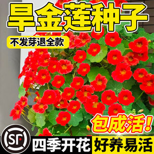 旱金莲花种子旱荷花种籽四季开花易活垂吊爬藤室内阳台盆栽花种孑