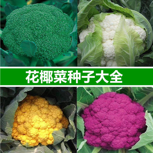花椰菜单杆晾衣架销量排行榜 花椰菜单杆晾衣架品牌热度排名 小麦优选
