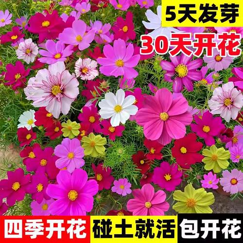 波斯菊公园花海景观花种籽