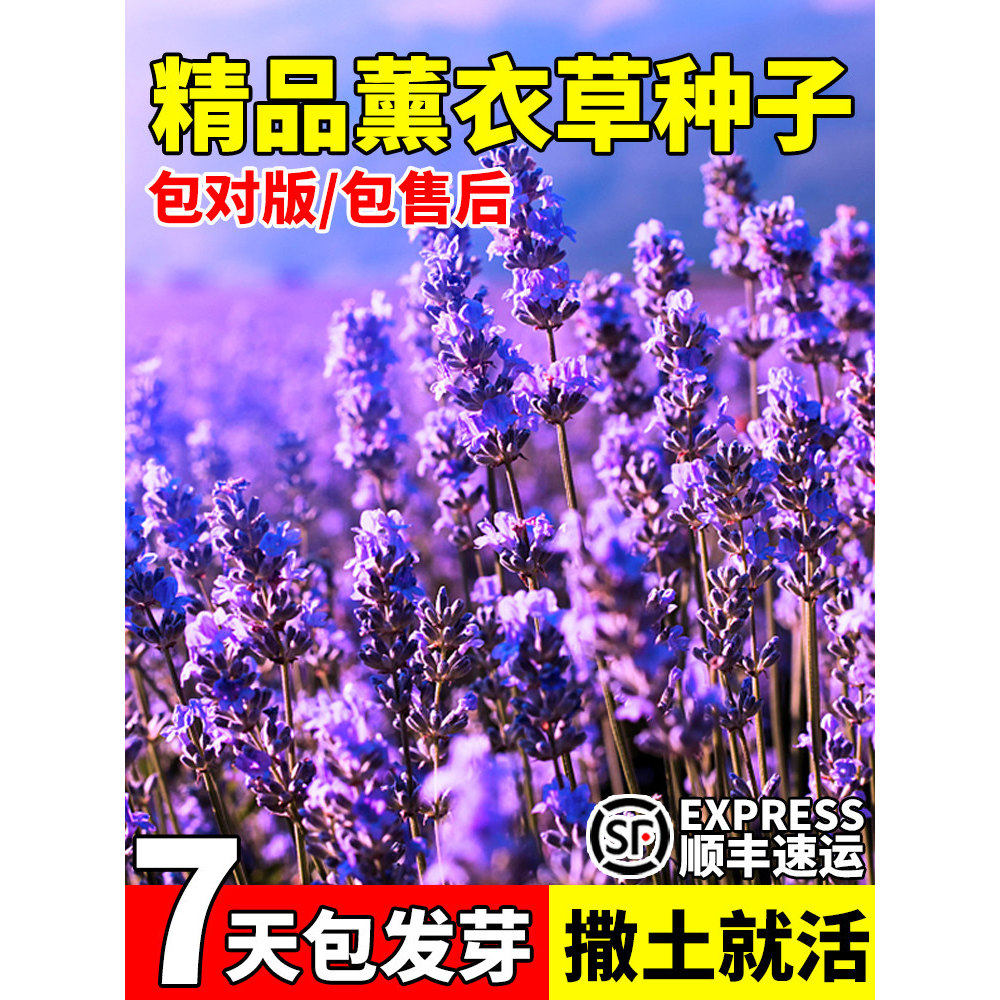 薰衣草种子盆栽四季爆花易活庭院阳台室内外花草籽驱蚊虫香草种孑,鲜花速递/花卉仿真/绿植园艺,家庭园艺种子,淘宝优惠券,粉丝福利购,淘宝优惠卷