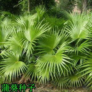 新采林木种子蒲葵种子  别称 扇叶葵种子 葵树种籽  风景树种子