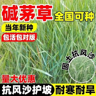 碱茅草种子无芒雀麦耐寒耐旱抗风沙护坡固土改良盐碱地冰草披碱草