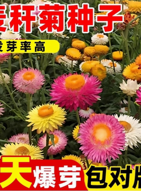 麦秆菊种子腊菊干花菊景观绿化