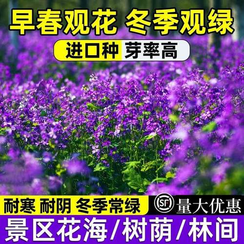 二月兰花四季播开花诸葛菜种籽