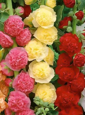 蜀葵种子大花重瓣蜀葵花种子多年生一丈红种子四季易种耐寒花卉籽