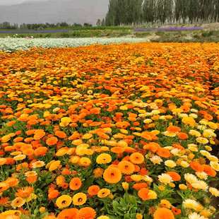 矮生金盏菊种子长生菊花海易种盆栽耐阴金盏花种籽子播种开花