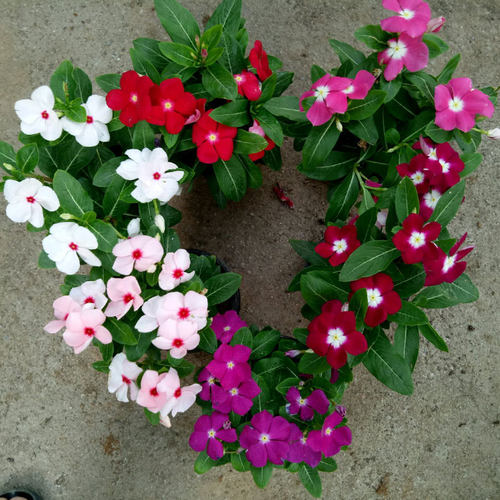 不断易活室内阳台庭院长春花种子