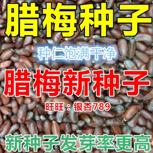 新采 腊梅种子 腊梅树种子 红花腊梅 黄色腊梅花树种子 腊梅种籽