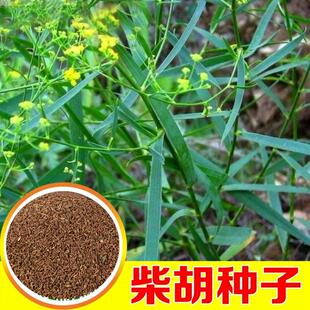 柴胡种籽中药材 中草药种籽 地熏 茈胡 山菜 茹草 柴草种子