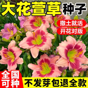 大花萱草种子四季开花多年生花种籽盆栽花卉阳台庭院景观绿化植物