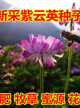 紫云英种子红花草种子养蜂蜜源高产绿肥牧草种子食用野菜种籽