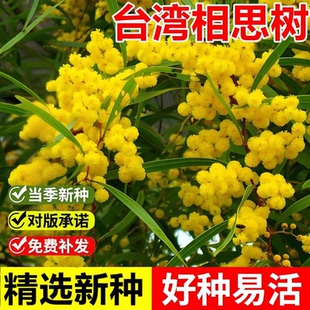 当年新采台湾相思树种子相思仔台湾柳观赏相思树常绿乔木树种籽子