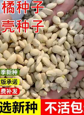 新采枸橘枳壳种子嫁接砧木