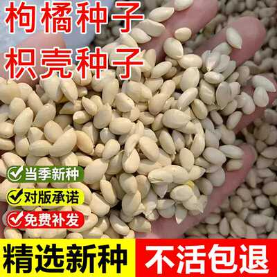 新采枸橘枳壳种子嫁接砧木