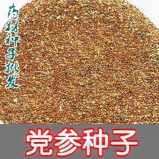 中药种子党参种子纯新党参籽明党参文党参亩用种3斤包邮
