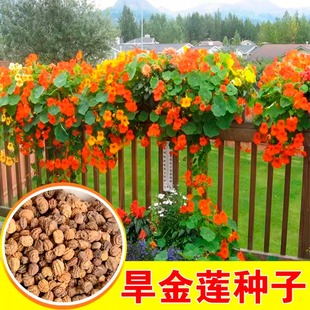 旱金莲种子旱荷花种垂吊爬藤花卉种籽室内阳台盆栽春夏秋播种四季