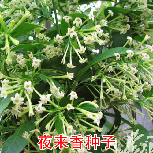 巨丰种业驱蚊草晚香玉种子