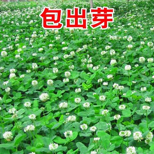 三叶草种子白三叶草籽红三叶草籽四季青草坪牧草果园绿肥四季播种