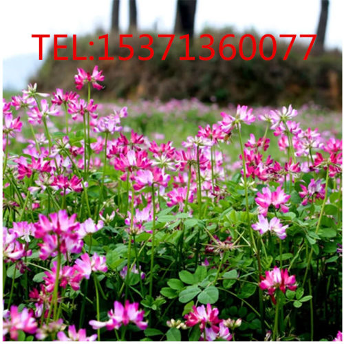 红花苜蓿价格 红花苜蓿图片 星期三